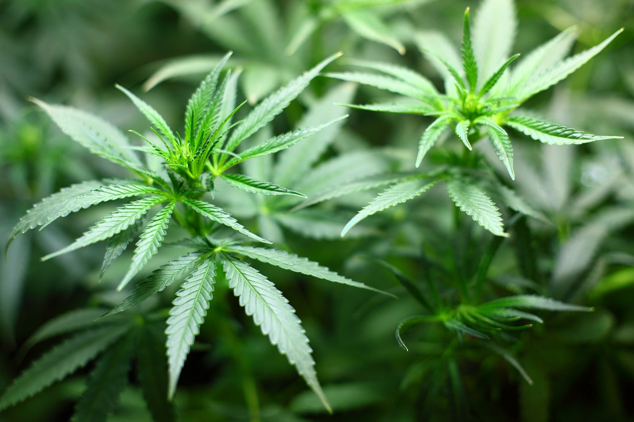 Toxic Chemicals in Overseas Nitrile Gloves Responsible for Cannabis Recall